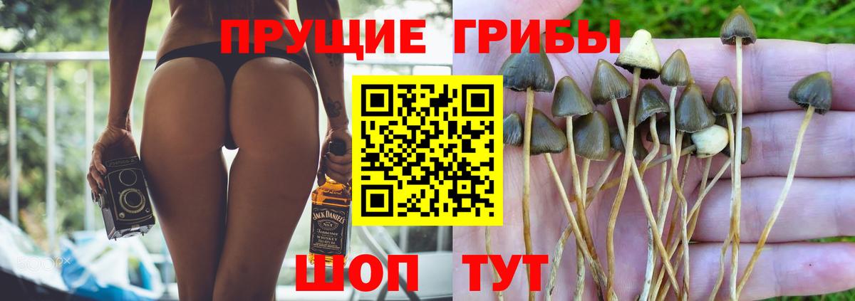 Кувандык  как найти   Вход с VPN  Псилоцибиновые грибы Cubensis  Галлюциногенные грибы Psilocybine cubensis 